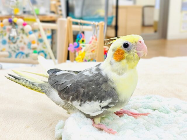 オカメインコ
