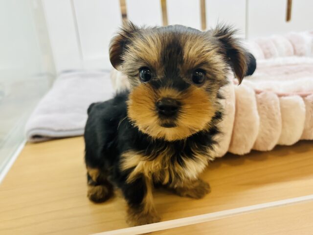 ヨークシャテリア