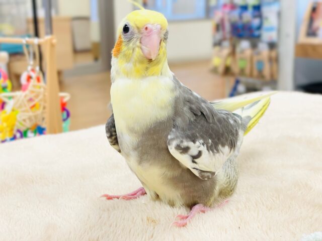 オカメインコ