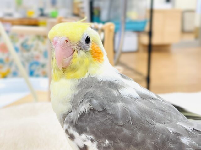 オカメインコ