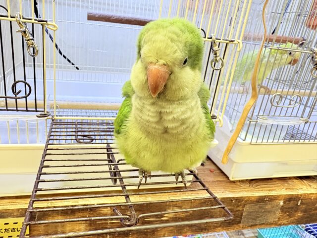 オキナインコ