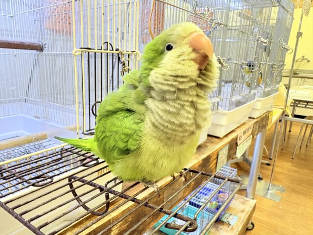オキナインコ