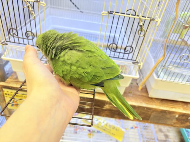 オキナインコ