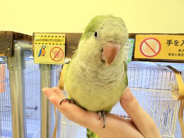 オキナインコ