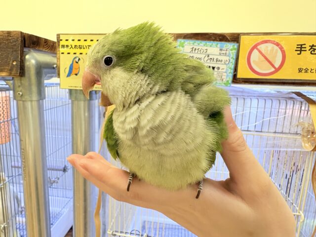 オキナインコ