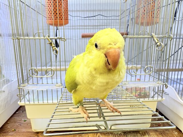 オキナインコ