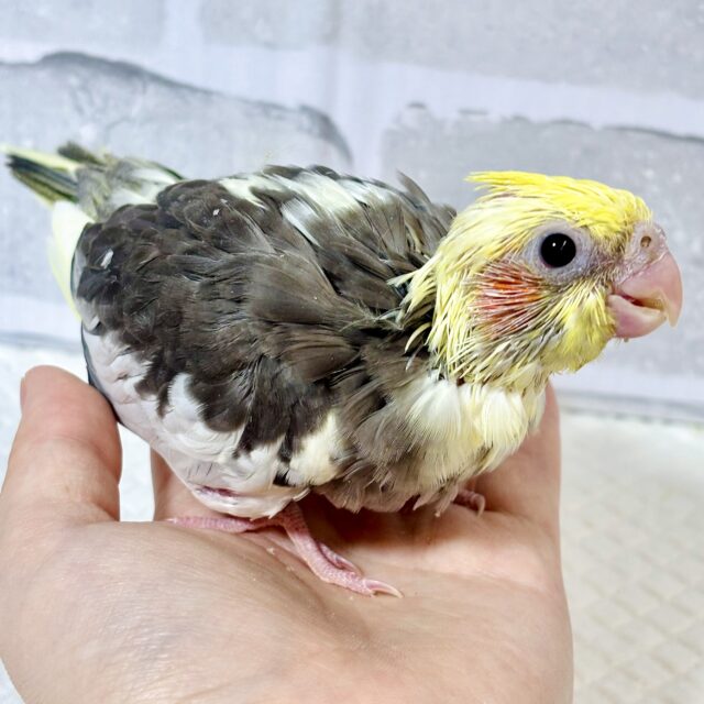 オカメインコ