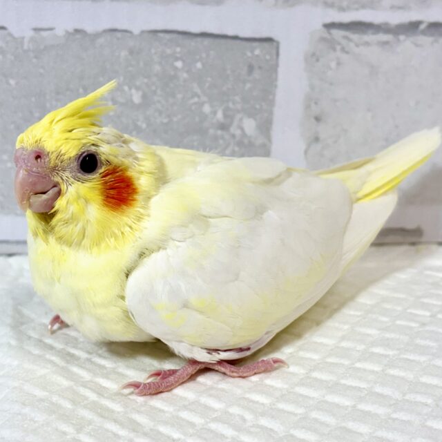 オカメインコ