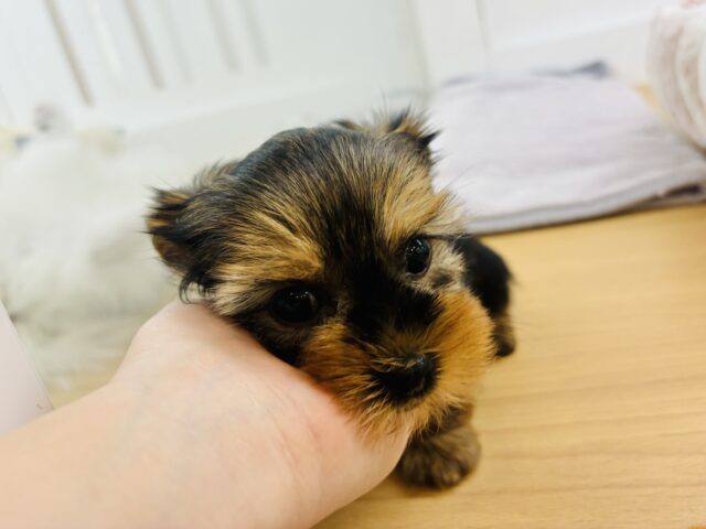 ヨークシャテリア