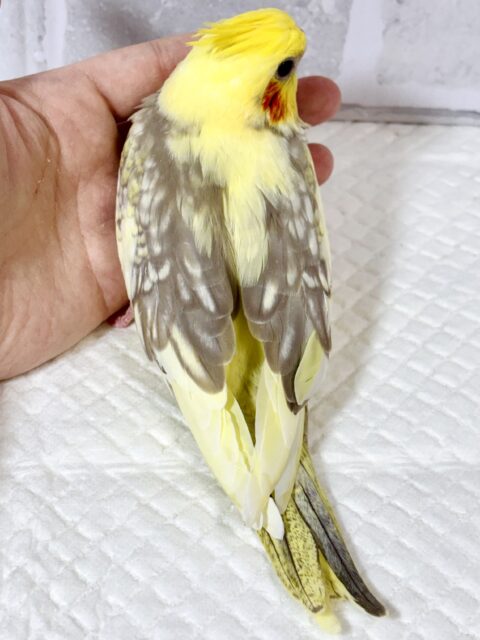 オカメインコ