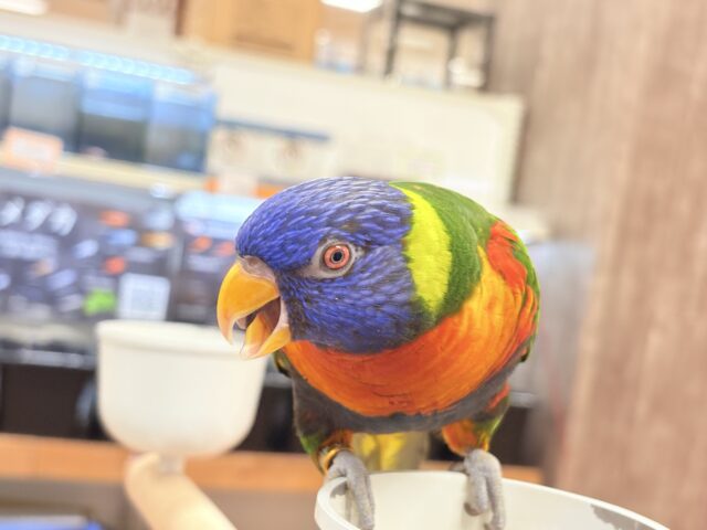ゴシキセイガイインコ