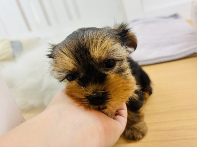 ヨークシャテリア