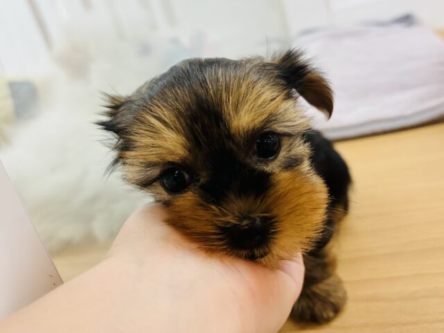 ヨークシャテリア