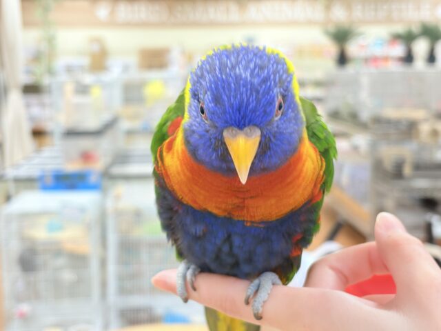 ゴシキセイガイインコ