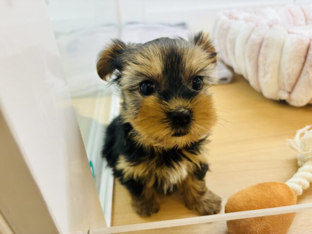 ヨークシャテリア