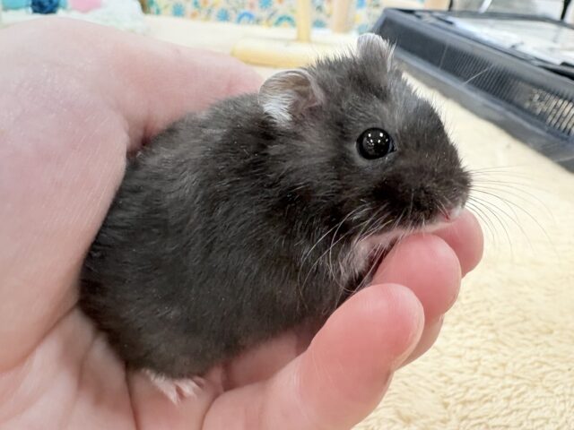 ジャンガリアン