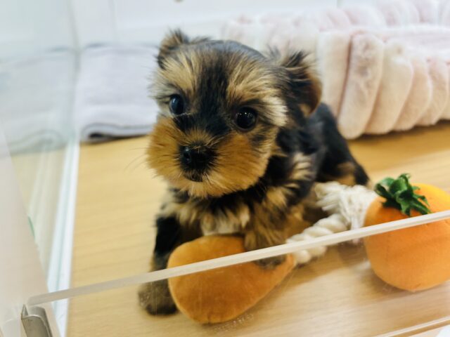 ヨークシャテリア