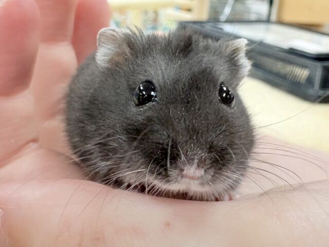 ジャンガリアン