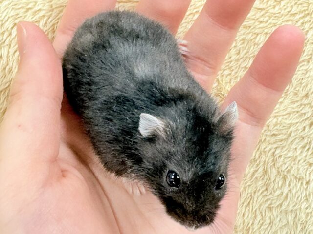 ジャンガリアン