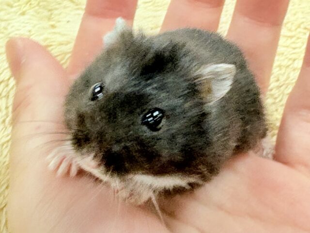 ジャンガリアン