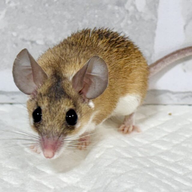 カイロトゲマウス