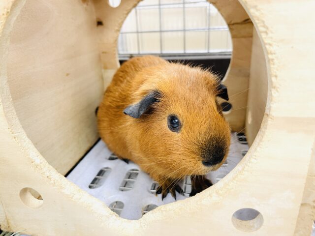 ロシアンスモークモルモット