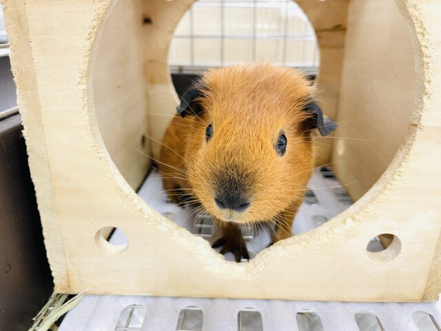 ロシアンスモークモルモット