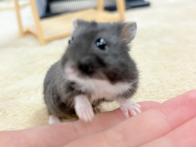 ジャンガリアン