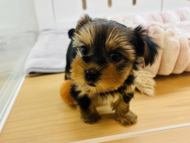 ヨークシャテリア