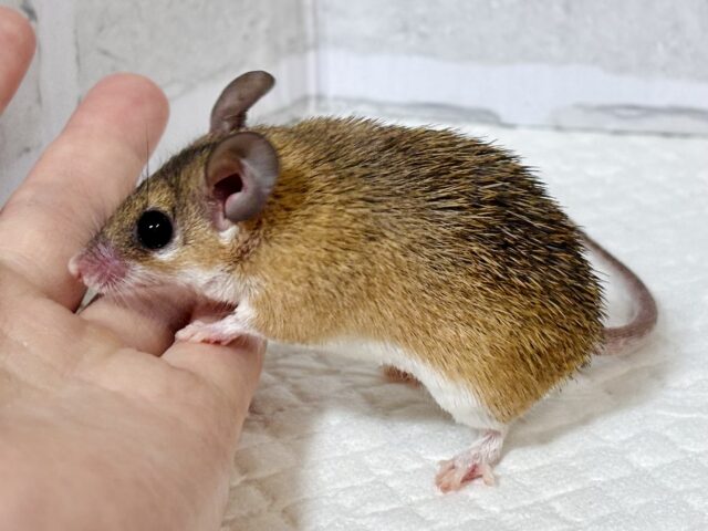 カイロトゲマウス