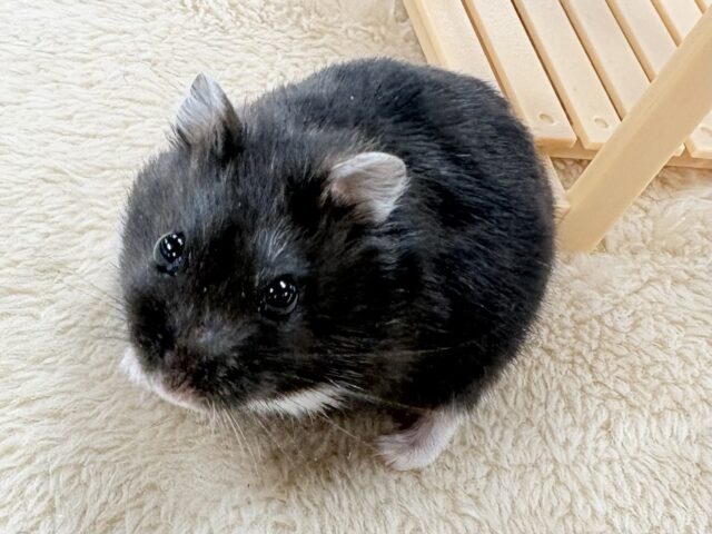 💖‼️可愛すぎ注意‼️💖ブラックジャンガリアンハムスター(女の子) ジャンガリアン