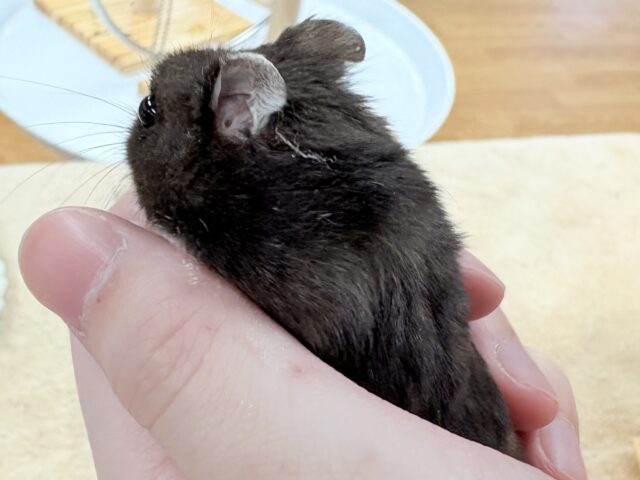💖‼️可愛すぎ注意‼️💖ブラックジャンガリアンハムスター(女の子) ジャンガリアン