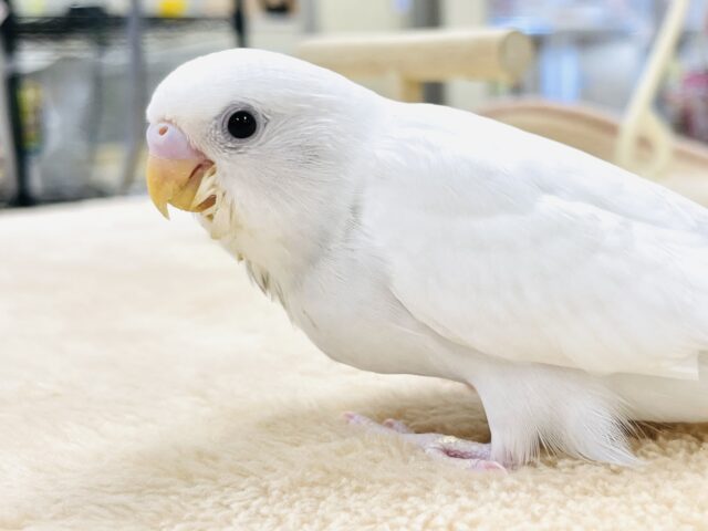 セキセイインコ