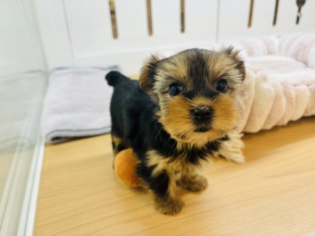 ヨークシャテリア