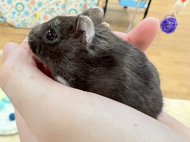 💖‼️可愛すぎ注意‼️💖ブラックジャンガリアンハムスター(女の子) ジャンガリアン