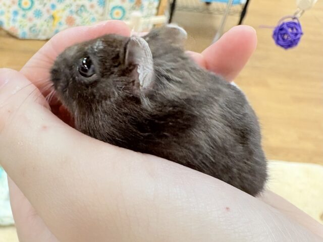 💖‼️可愛すぎ注意‼️💖ブラックジャンガリアンハムスター(女の子) ジャンガリアン