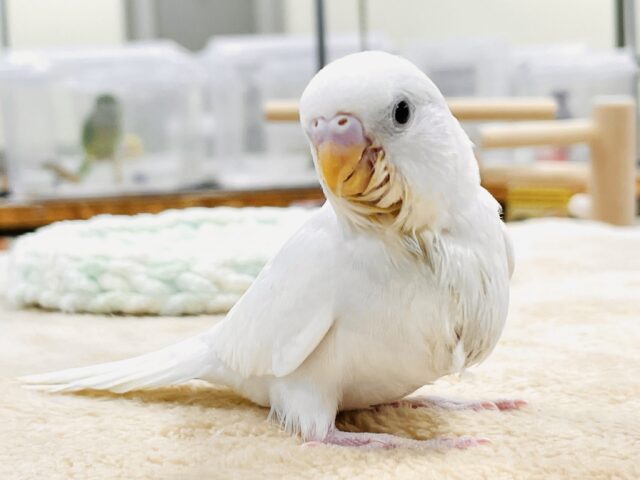 セキセイインコ