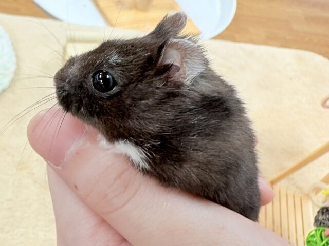 💖‼️可愛すぎ注意‼️💖ブラックジャンガリアンハムスター(女の子) ジャンガリアン