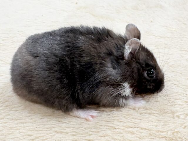 💖‼️可愛すぎ注意‼️💖ブラックジャンガリアンハムスター(女の子) ジャンガリアン