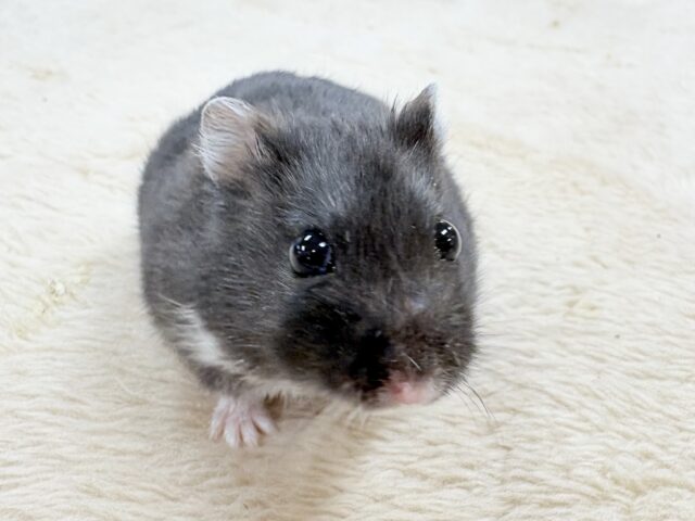 💖‼️可愛すぎ注意‼️💖ブラックジャンガリアンハムスター(女の子) ジャンガリアン