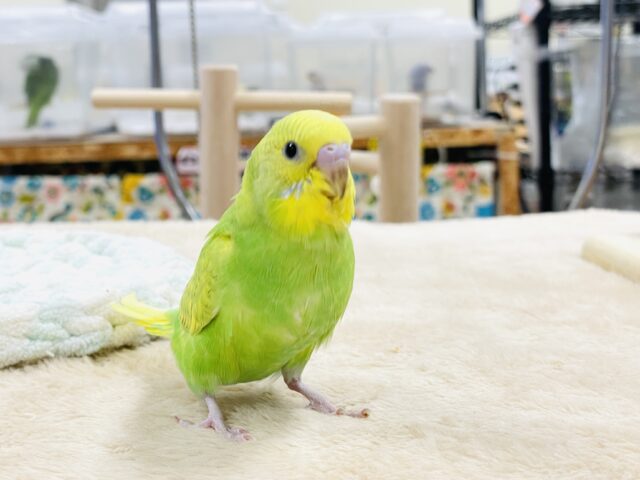 セキセイインコ