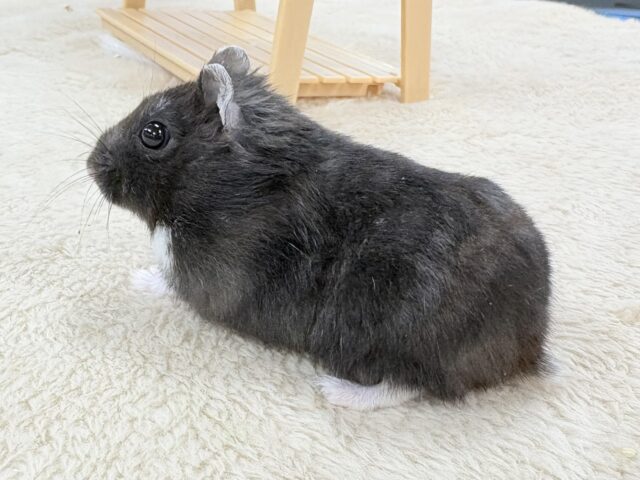 💖‼️可愛すぎ注意‼️💖ブラックジャンガリアンハムスター(女の子) ジャンガリアン