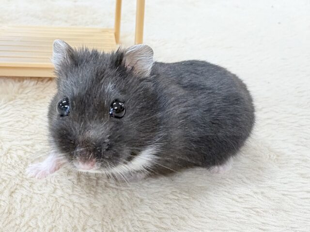 💖‼️可愛すぎ注意‼️💖ブラックジャンガリアンハムスター(女の子) ジャンガリアン