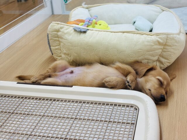 ミニチュアダックス