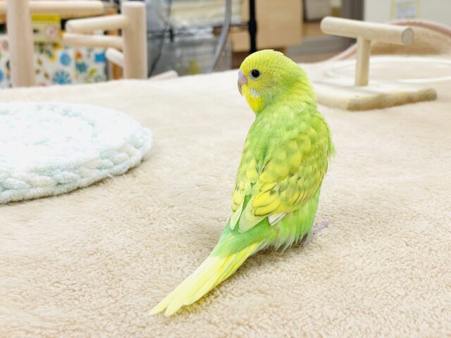 セキセイインコ