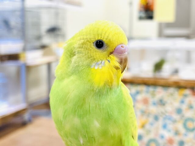 セキセイインコ