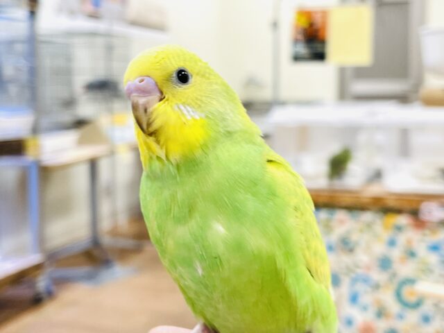 セキセイインコ