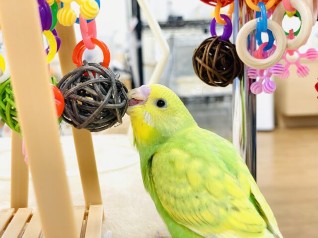 セキセイインコ