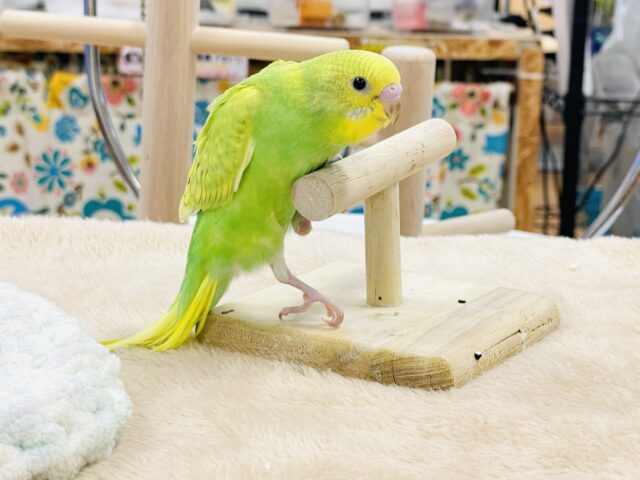 セキセイインコ