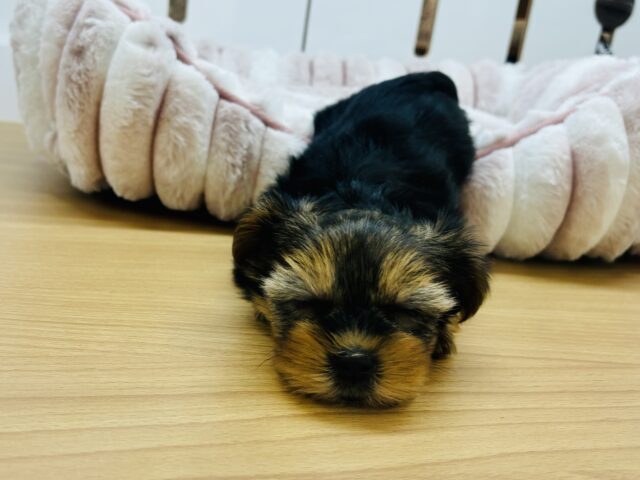 ヨークシャテリア